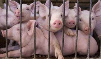  Виробники свинини в Україні відновлюють виробничий потенціал